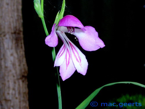 Gladiolus imbricatus